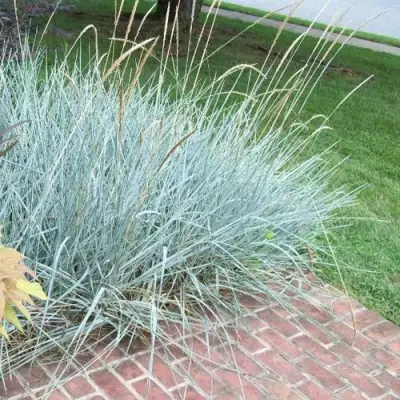 Элимус БЛЮ ДЮН песчаный в Жодино