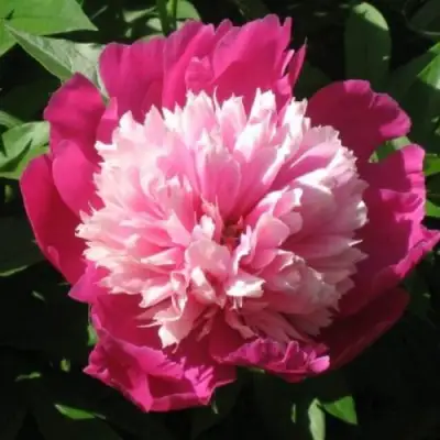 Пион КАПЛЯ РОСЫ травянистый в Жодино