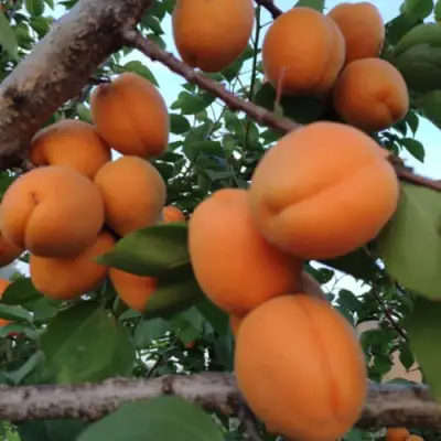 Абрикос ГОЛД РИЧ в Жодино