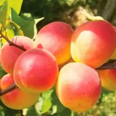 Абрикос NJA-19 в Жодино