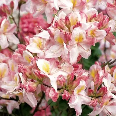 Азалия САТОМИ японская в Жодино