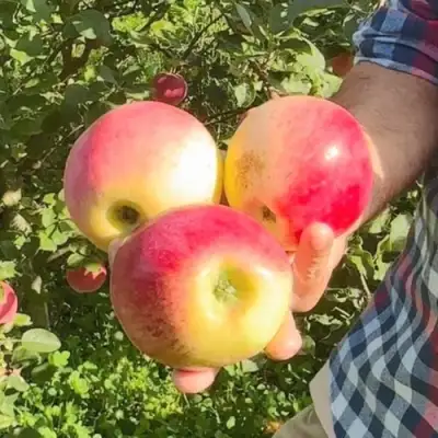 Яблоня КУЛИКОВСКОЕ в Жодино