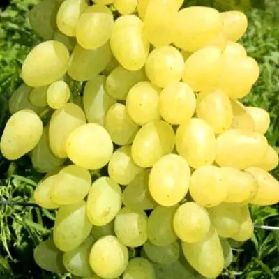 Виноград ЗАРНИЦА в Жодино