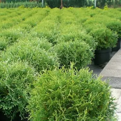 Туя ТИНИ ТИМ западная в Жодино