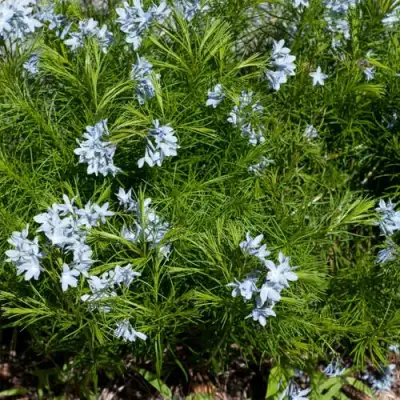 Амсония РЕСНИТЧАТАЯ в Жодино