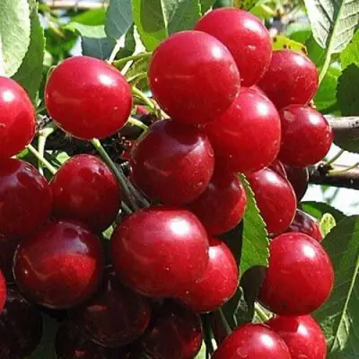 Вишня ГЛУБОКСКАЯ в Жодино