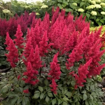 Астильба ФАНАЛ в Жодино