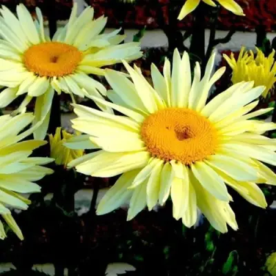 Нивяник БРОДВЕЙ ЛАЙТС великолепный в Жодино