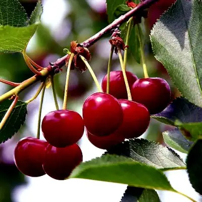 Вишня РИВАЛ в Жодино