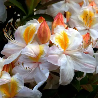 Азалия СИЛЬВЕР СЛИППЕР листопадная в Жодино