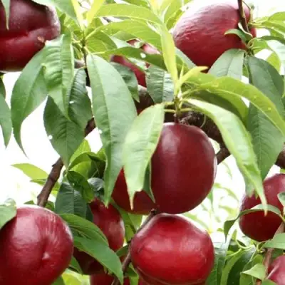 Нектарин ФАНТАЗИЯ в Жодино