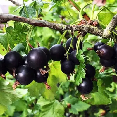 Йошта КРЫМСКАЯ в Жодино