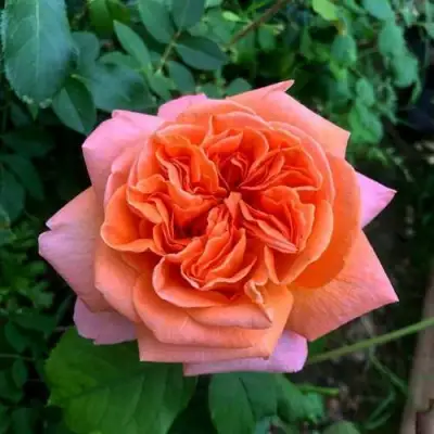 Роза РЕНЕ ГОССИНИ чайно-гибридная в Жодино