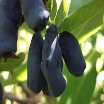 Жимолость съедобная РОКСАНА в Жодино