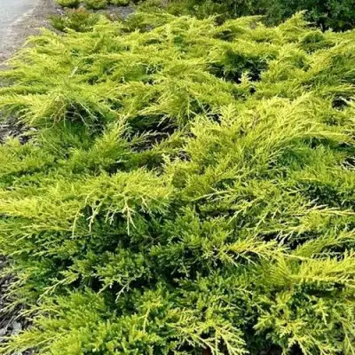 Можжевельник ОЛД ГОЛД средний в Жодино