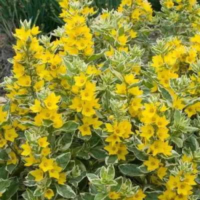 Вербейник АЛЕКСАНДР точечный в Жодино