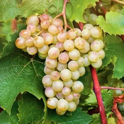 Виноград КРИСТАЛЛ в Жодино