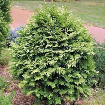 Туя ВАРЕАНА ЛЮТЕСЦЕНС западная в Жодино