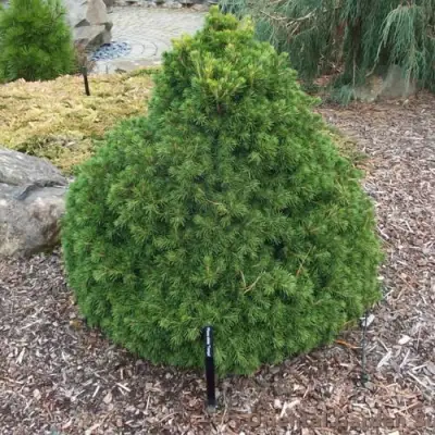 Ель ТОМПА обыкновенная в Жодино