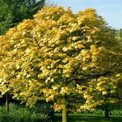 Клен ложноплатановый в Жодино