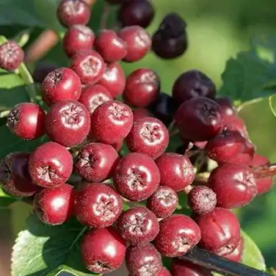 Рябина БУРКА сладкоплодная в Жодино