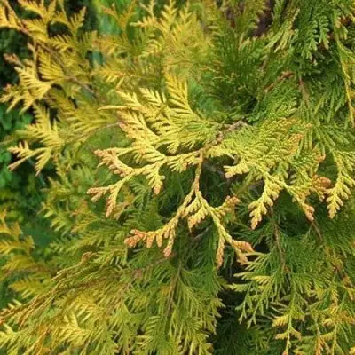 Туя ГОЛДЕН БРАБАНТ западная в Жодино