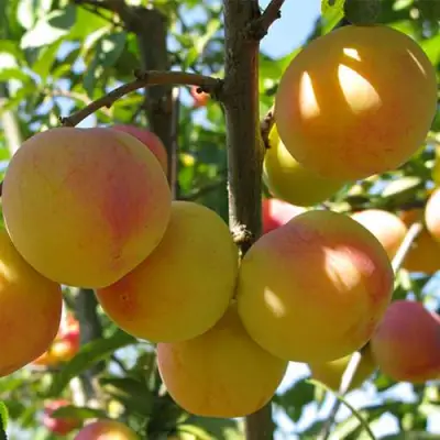 Слива ВЕТРАЗЬ-2 в Жодино