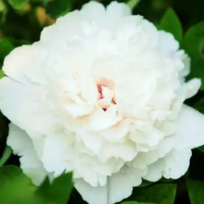 Пион СНЕЖНАЯ КРЕПОСТЬ древовидный в Жодино