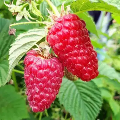 Малина ПШЕХИБА в Жодино