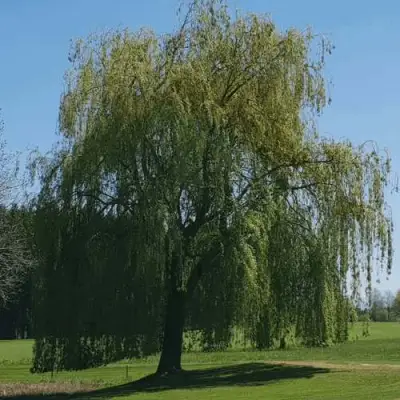 Ива белая в Жодино