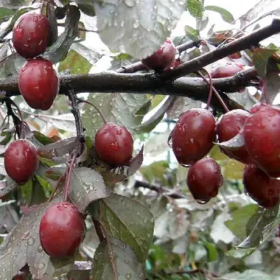 Слива НИГРА растопыреная в Жодино