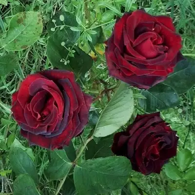 Роза ПАПА МЕЙЯН чайно-гибридная в Жодино