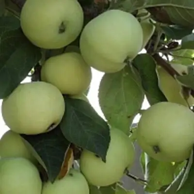 Яблоня ПАПИРОВКА в Жодино