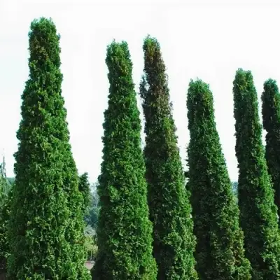 Туя ДЕГРУТ СПАЙР западная в Жодино