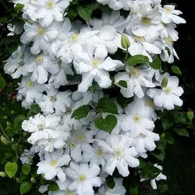 Клематис ТОКИ в Жодино