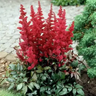 Астильба ГРАНАТ Арендса в Жодино