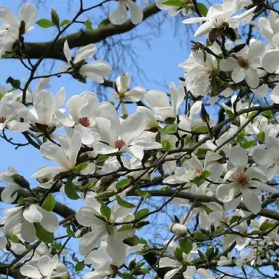 Магнолия АЛЬБА СУПЕРБА в Жодино