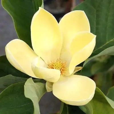 Магнолия ЕЛЛОУ ЛАНТЕРН в Жодино