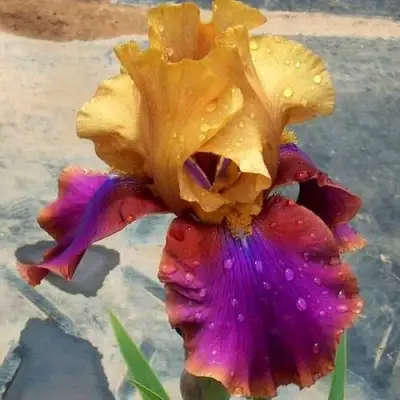 Ирис ГАЛА МАДРИД бородатый в Жодино