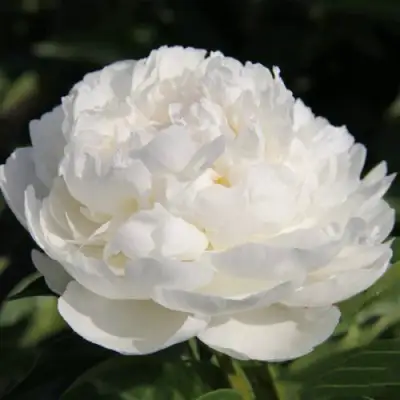 Пион СНЕЖНАЯ КРЕПОСТЬ древовидный в Жодино