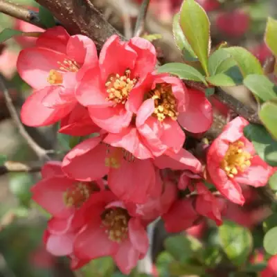 Айва ПИНК КВИН в Жодино