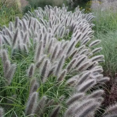 Пеннисетум БЛЭК БЬЮТИ в Жодино