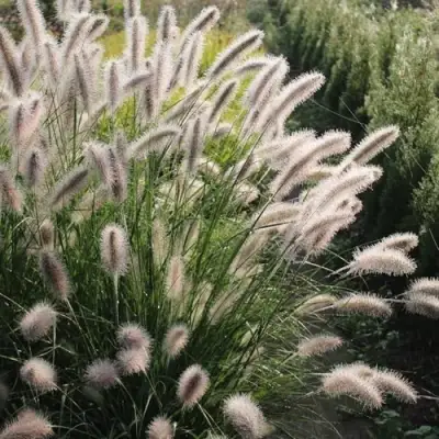 Пеннисетум ЛЕДИ Ю в Жодино