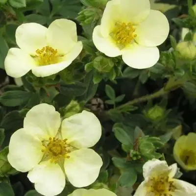 Лапчатка ЭЛИЗАБЕТ кустарниковая в Жодино