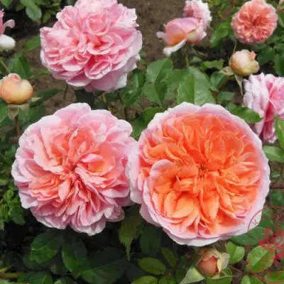 Роза ЧИППЕНДЕЙЛ чайно-гибридная в Жодино