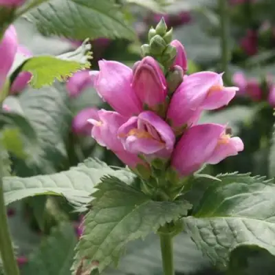 Хелоне КОСАЯ в Жодино