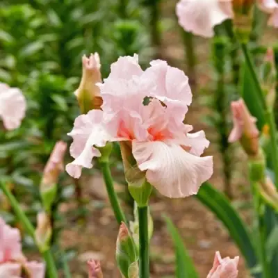 Ирис ПИНК ХОРАЙЗОН бородатый в Жодино