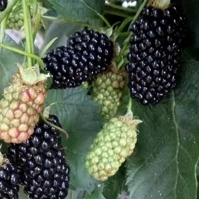 Ежевика ПРАЙМ АРК ФРИДОМ ремонтантная  в Жодино