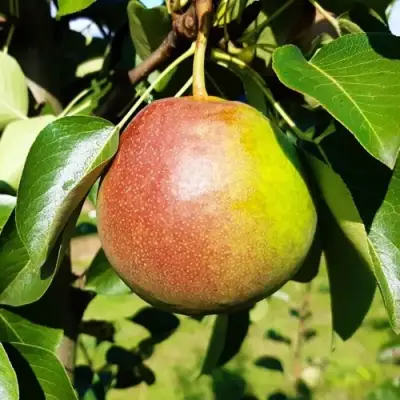 Груша КУПАЛА в Жодино