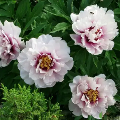 Пион КОРА ЛУИЗА ито-гибрид в Жодино